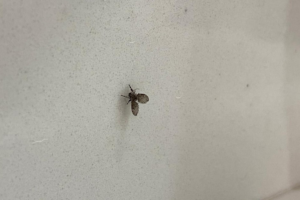 mosquitinhos de banheiro
