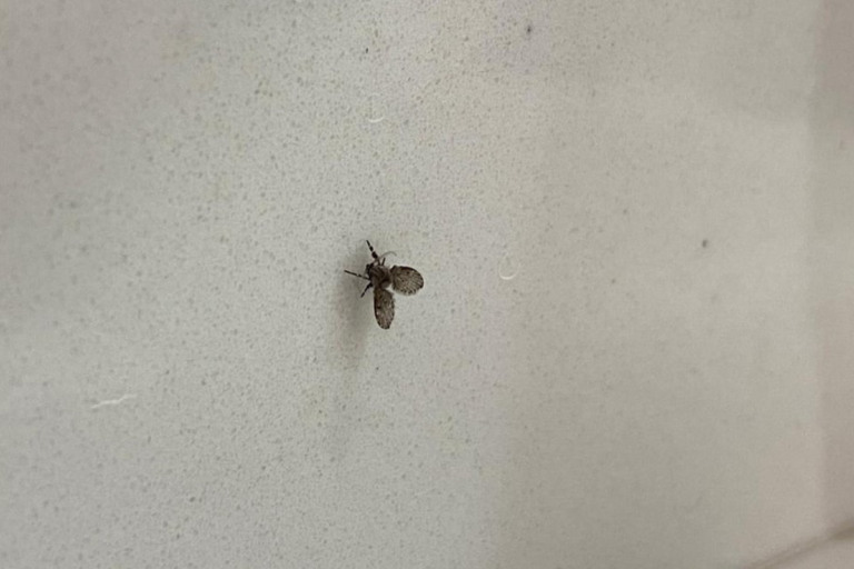 mosquitinhos de banheiro